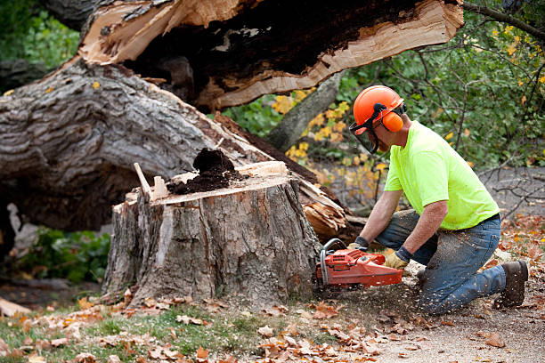 Best Firewood Processing and Delivery  in USA